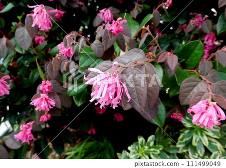 Tokiwamansaku花 Tokiwamansaku花 111499049