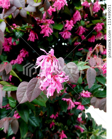 Tokiwamansaku花 Tokiwamansaku花 111499051