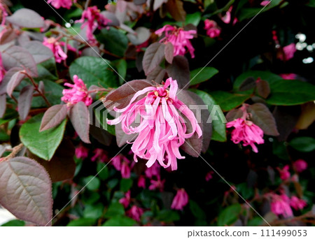 Tokiwamansaku花 Tokiwamansaku花 111499053