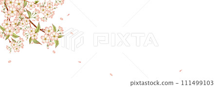 野櫻花背景框架水彩插圖 111499103