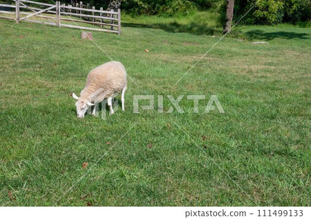 One woolly heritage breed sheep grazes in idyllic green grass 111499133