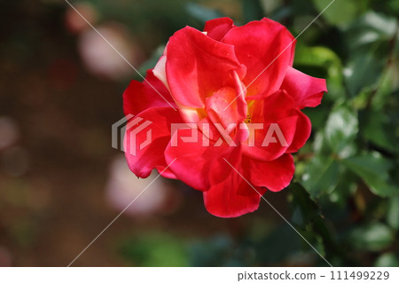 Arao City Ominous Citizen Flower Bed Rose Flower, Arao City Ominous Citizen Flower Bed Rose Flower, 111499229