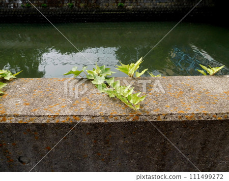 常春藤計畫登陸 常春藤計畫登陸 111499272