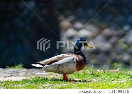 Kyoto Prefecture, Kyoto City, Kamogawa, Kansai, Kinki Region, City, Summer, Tourism, Shrine, Temple, Temple, Traditional Culture, Capital, Kawadoko, Tobi, Crow, Duck Kyoto Prefecture, Kyoto City, Kamogawa, Kansai, Kinki Region, City, Summer, Tourism, Shrine, Temple, Temple, Traditional Culture, Capital, Kawadoko, Tobi, Crow, Duck 111499556