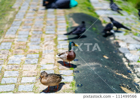 Kyoto Prefecture, Kyoto City, Kamogawa, Kansai, Kinki Region, City, Summer, Tourism, Shrine, Temple, Temple, Traditional Culture, Capital, Kawadoko, Tobi, Crow, Duck Kyoto Prefecture, Kyoto City, Kamogawa, Kansai, Kinki Region, City, Summer, Tourism, Shrine, Temple, Temple, Traditional Culture, Capital, Kawadoko, Tobi, Crow, Duck 111499566
