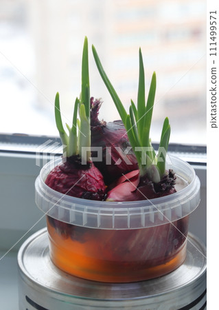 Growing green onions from old bulbs. Onions grown at home. 111499571