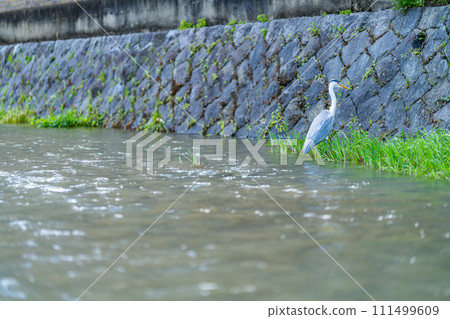 京都府、京都市、鴨川、關西、近畿地區、城市、夏季、旅遊、神社、寺廟、傳統文化、首都、河床、白鷺 111499609