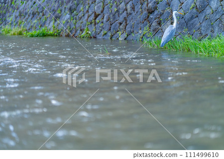 京都府、京都市、鴨川、關西、近畿地區、城市、夏季、旅遊、神社、寺廟、傳統文化、首都、河床、白鷺 111499610