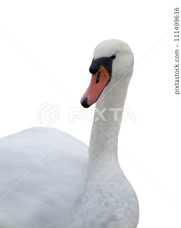 white swan isolated on white background 111499636