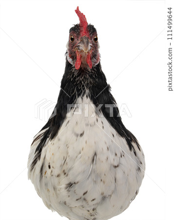 portrait chicken lakenfelder isolated on a white background 111499644