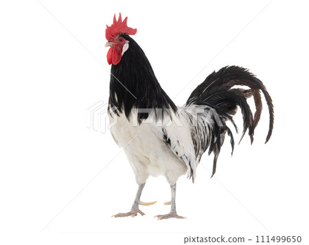 rooster lakenfelder isolated on a white background rooster lakenfelder isolated on a white background 111499650
