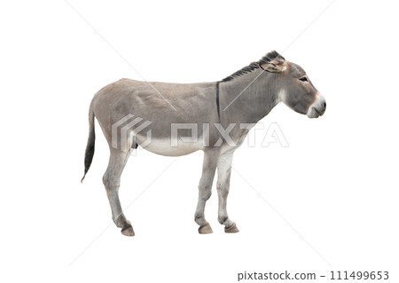 Somali donkey isolated on white background Somali donkey isolated on white background 111499653