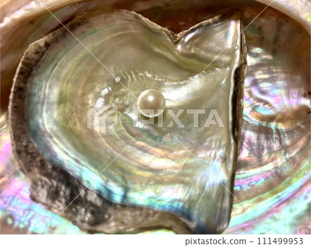Pearl_Pearl on Akoya shell Pearl_Pearl on Akoya shell 111499953