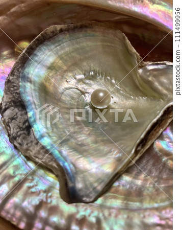 珍珠_Akoya 貝殼上的珍珠 111499956