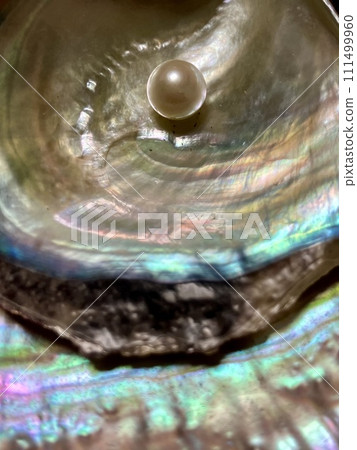 Pearl_Pearl on Akoya shell 111499960