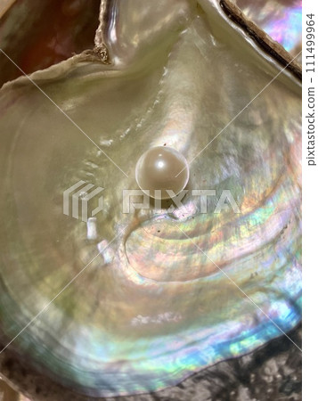 Pearl_Pearl on Akoya shell Pearl_Pearl on Akoya shell 111499964