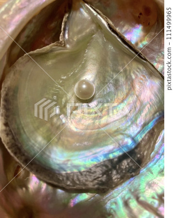 Pearl_Pearl on Akoya shell Pearl_Pearl on Akoya shell 111499965
