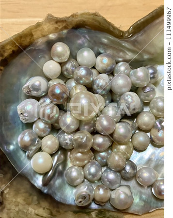 珍珠_Akoya 貝殼上的珍珠 珍珠_Akoya 貝殼上的珍珠 111499967