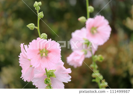 Egawa Serenge Walkway Tachiaoi Egawa Serenge Walkway Tachiaoi 111499987