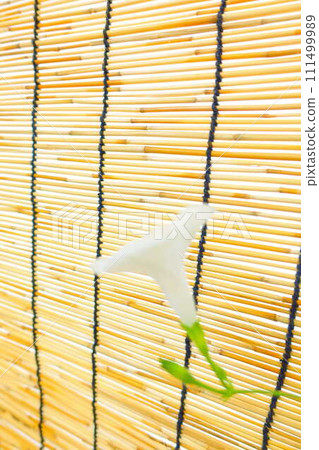 牽牛花牽牛花牽牛花 111499989