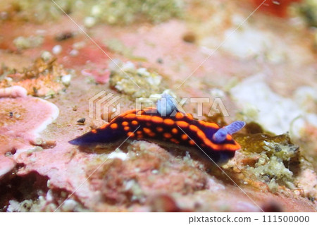 Red sea slug in the sea of Chiba Red sea slug in the sea of Chiba 111500000