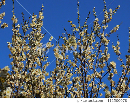 平芝梅林公園 平芝梅林公園 111500078