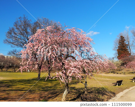 平芝梅林公園 平芝梅林公園 111500099