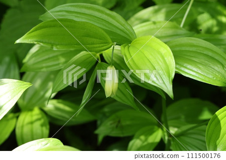 Hochakou，森林中的灌木叢，野花，向下綻放 111500176