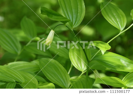 Hochakou, undergrowth in the forest, wildflowers, blooming downwards 111500177