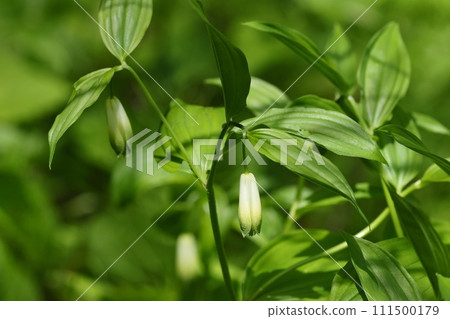 Hochakou，森林中的灌木叢，野花，向下綻放 111500179