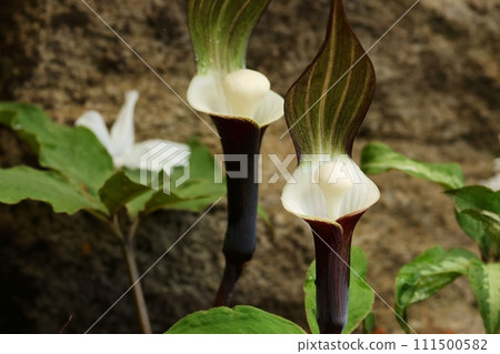 雪持莊、佛焰苞、白色年糕狀附屬物、野花 111500582