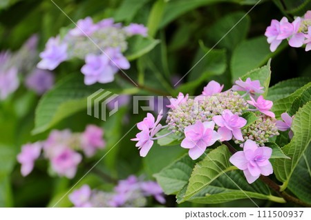 Egawa Serage Walkway Hydrangea Egawa Serage Walkway Hydrangea 111500937