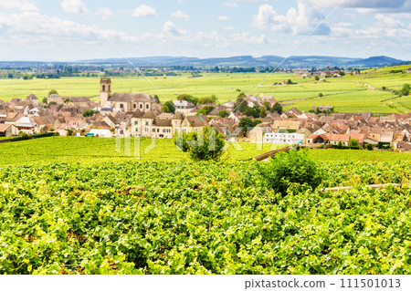 Vineyards and Pommard village, Burgundy in France. 111501013