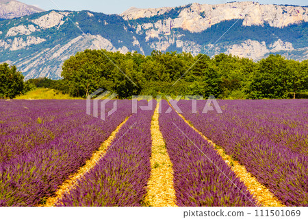 Provence landscape with lavender fields, France 111501069