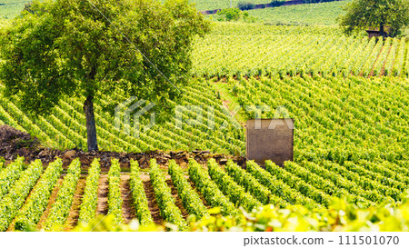 Green vineyards. Pommard wine region, France 111501070