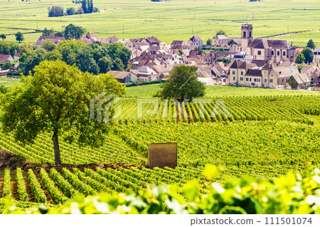 Vineyards and Pommard village, Burgundy in France. 111501074