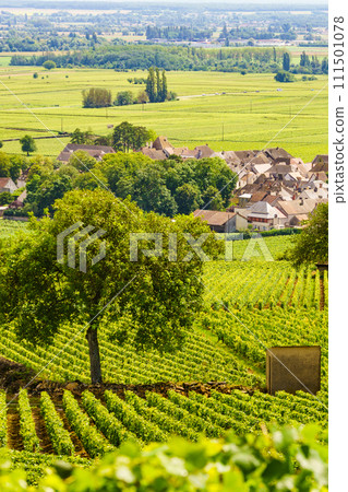 Vineyards and Pommard village, Burgundy in France. 111501078