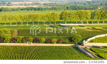 Green vineyards. Pommard wine region, France 111501091