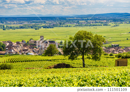 Vineyards and Pommard village, Burgundy in France. 111501109