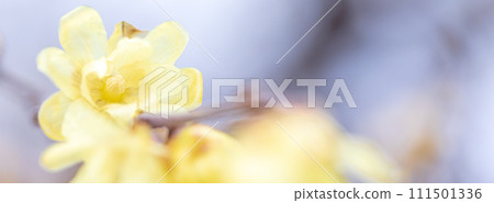 春天到來,溫柔綻放的肉白花 春天到來,溫柔綻放的肉白花 111501336