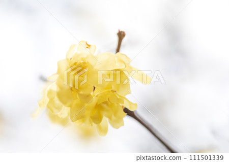 春天到來,溫柔綻放的肉白花 春天到來,溫柔綻放的肉白花 111501339