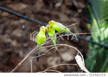 beautiful parrots on Tenerife 111501713