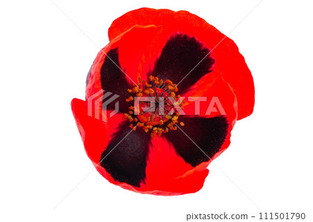 red meadow poppy isolated 111501790