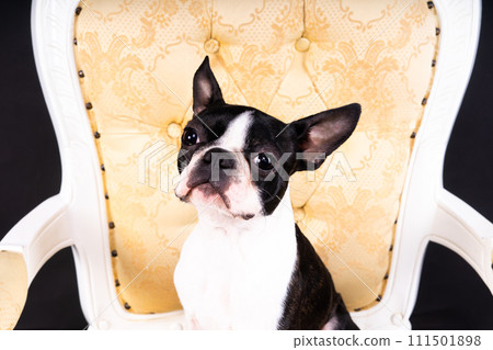 Boston Terrier puppy sitting on retro arm chair in studio Boston Terrier puppy sitting on retro arm chair in studio 111501898