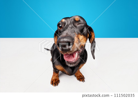Happy, positive, laughing purebred dog, black Dachshund with tongue sticking out isolated over blue white studio background Happy, positive, laughing purebred dog, black Dachshund with tongue sticking out isolated over blue white studio background 111502035
