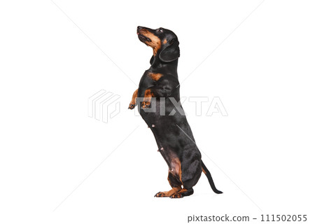 Purebred smart adorable dog, black Dachshund standing on hind legs isolated over white studio background 111502055