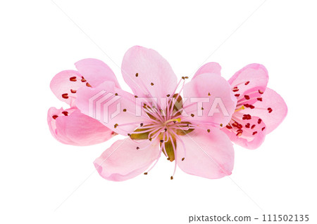 pink sakura flowers isolated 111502135