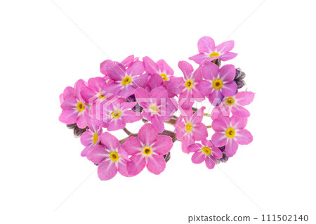 forget-me-not flowers isolated 111502140