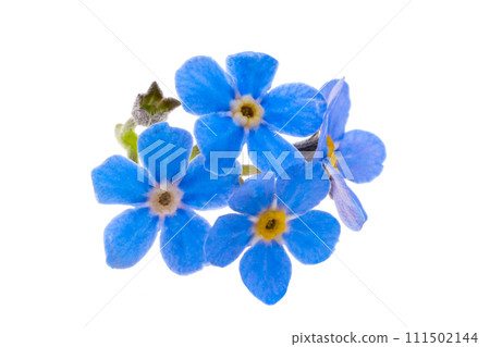 forget-me-not flowers isolated 111502144