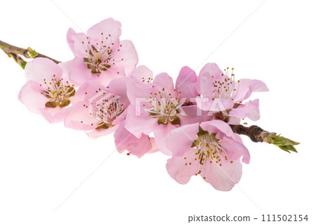 pink sakura flowers isolated 111502154